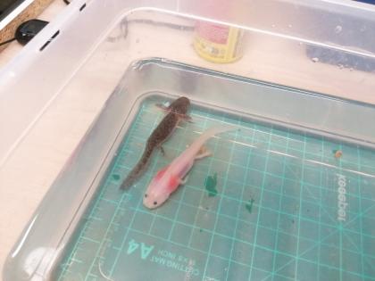 Axolotl Nachwuchs abzugeben