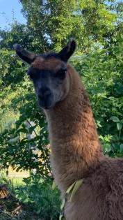 Lama Hengst und Esel Hengst