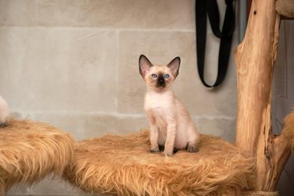 Siamkitten von unserer THAIMAHAL ENGEL in den Farben seal point und chocolate point