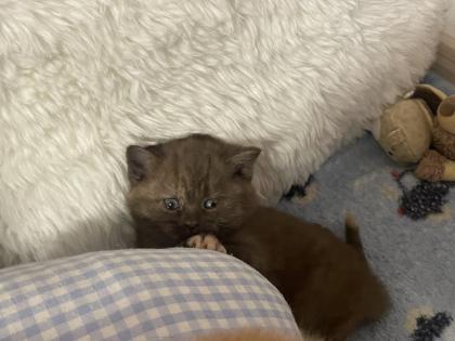 Britisch Kurzhaar BKH Katzenbaby Kätzchen Bicolor Chocolate Torty weiß-schwarz weiß-rot