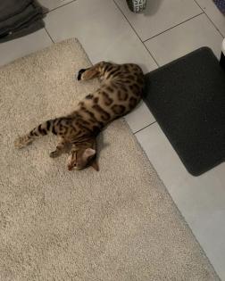 Bengalkatze sucht dringend neues Zuhause