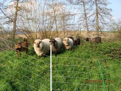 Wiesenflächen zur Beweidung für Schafe, Ziegel, Esel etc. frei