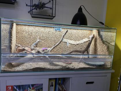 Bartagame Weibchen- 5 Jahre - Jessie inkl Terra