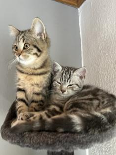 British Shorthair Bengal Mix