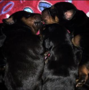 Reinrassige Dobermann Welpen
