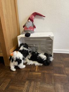 Süße cavalier- Shihtzu welpen/ CavaTzu abzugeben