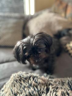 Malteser Shih Tzu Schwarzbraun