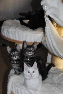 Aristopearls Maine Coon Kitten