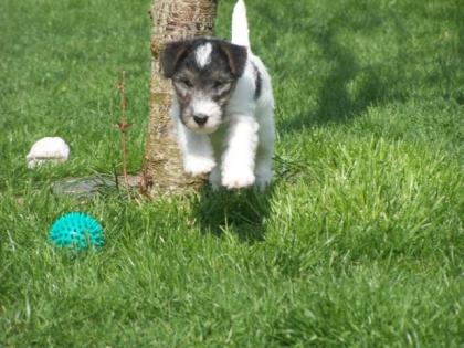 Reinrassige Drahthaar Foxterrier Welpen zu verkaufen