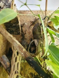 Bahamaanolis mit eingerichtetem Terrarium