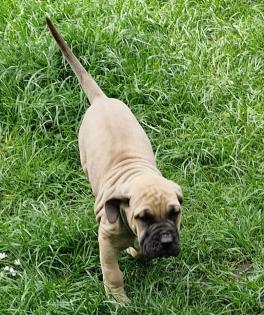 Dogo canario Welpen