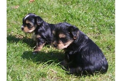 Süße Yorkie-Welpen