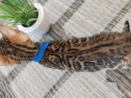 Wunderschöne Kontrastreiche Bengalkitten