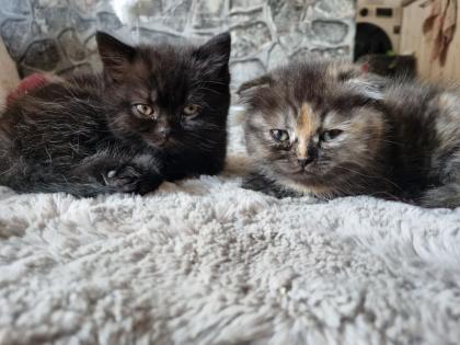 Exotic Shorthair Mix Kätzchen