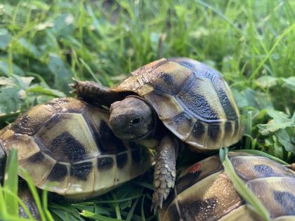 Griechische Landschildkröte, NZ 2013