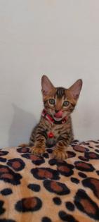Bengal katze, Baby Katzen