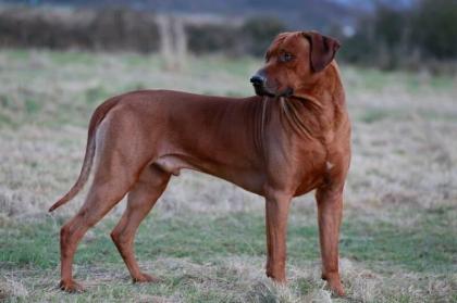 Rhodesian Ridgeback Welpen Mai 2023 vom Züchter