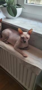 Don. sphynx
