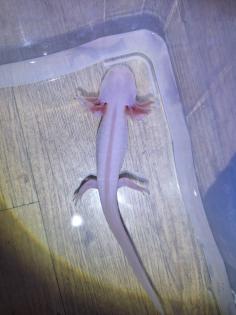 Axolotl Nachzucht