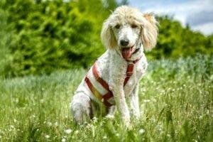 KEFIR - weiblich 1 Jahr 44 cm 12. 5 kg Puli-Mix Gechipt Kastriert