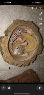 Leopardgeckos zur Abgabe