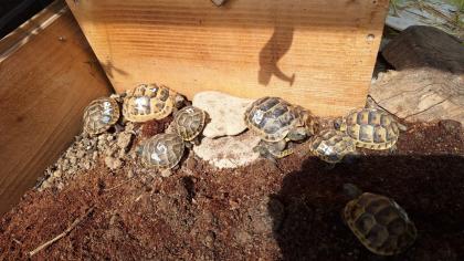 Maurische Landschildkröten