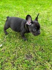 Hochwertige blaue Französische Bulldoggenwelpen zu verkaufen.