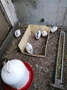 Wachteln zu verkaufen Henne und Hahn