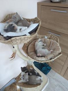 BKH Kitten reinrassig abholbereit