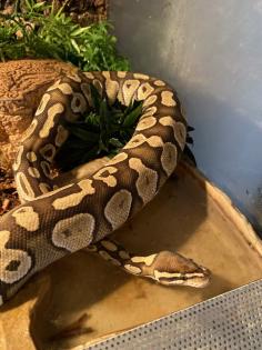 0. 1 Female Lesser Königspython Python regius · Python