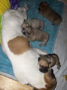 Französische Bulldogge mit Papiere