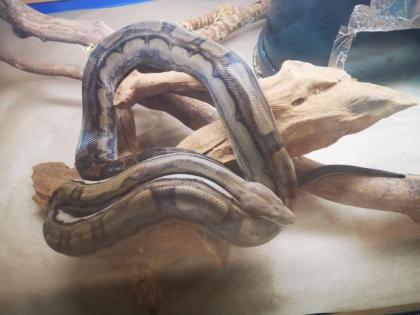 Boas suchen ein neues zu Hause