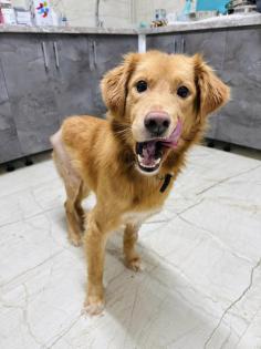 Barnaby ist ein wirklich toller, liebevoller und verträglicher Hund