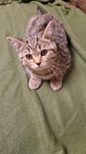 BKH Britisch Kurzhaar Katze Kitten