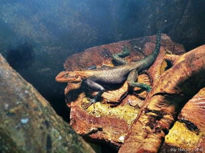 Schönes Siedleragame Pärchen abzugeben Agama lionotus dodoma