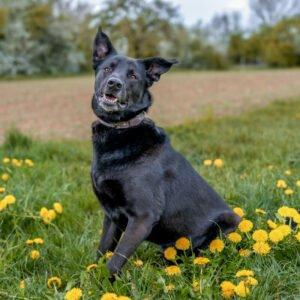 BLACK CONAN - Mischling, männlich, 4 Jahre, 60 cm, 30 kg, Gechipt, Kastriert