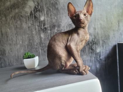 Wunderschönes Cornish Rex Katerchen in chocolate