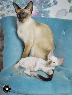 Siamesen kitten kleinen Seelenträger