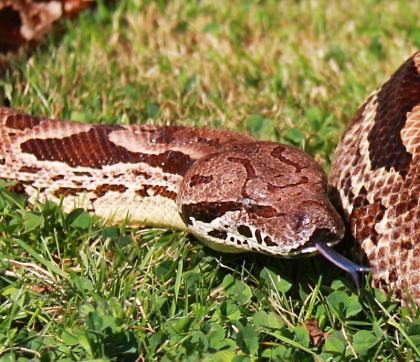 Südliche Madagaskarboas Acrantophis dumerili