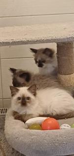 Ragdoll kiscic k j szereto gazdikat keresnek