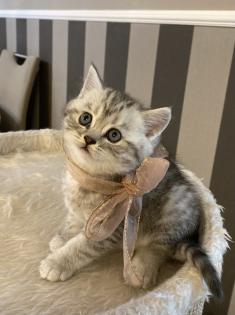BKH Britisch Kurz Haar Kitten