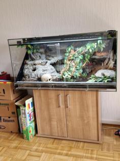 Zwei Kornnatter zu verkaufen. Mit oder ohne Terrarium