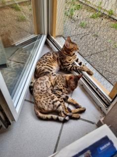 Bengal bengalkatze bengalkitten