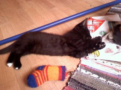 Norweger-Mix-Kitten