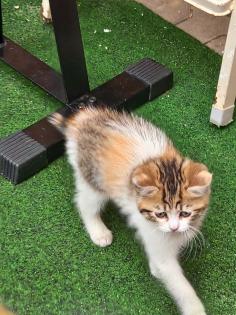 BKH Mix Kitten Babykatzen rot/Glückskatzen/rot-weiß