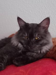 Deckkater MaiCoon Perser Mischling