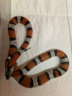 Lampropeltis alterna leonis