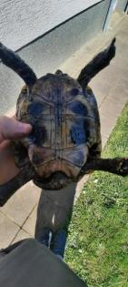 Griechische landschildkröten