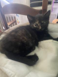 BKH Kitten mit Startpaket Auszugsbereit