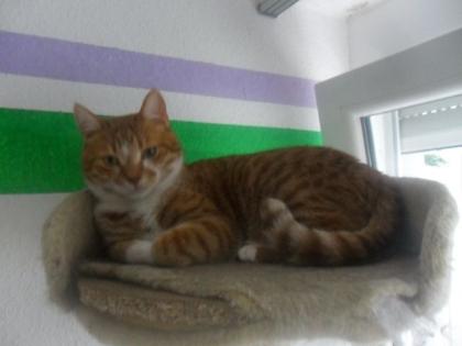 Kater abzugeben
